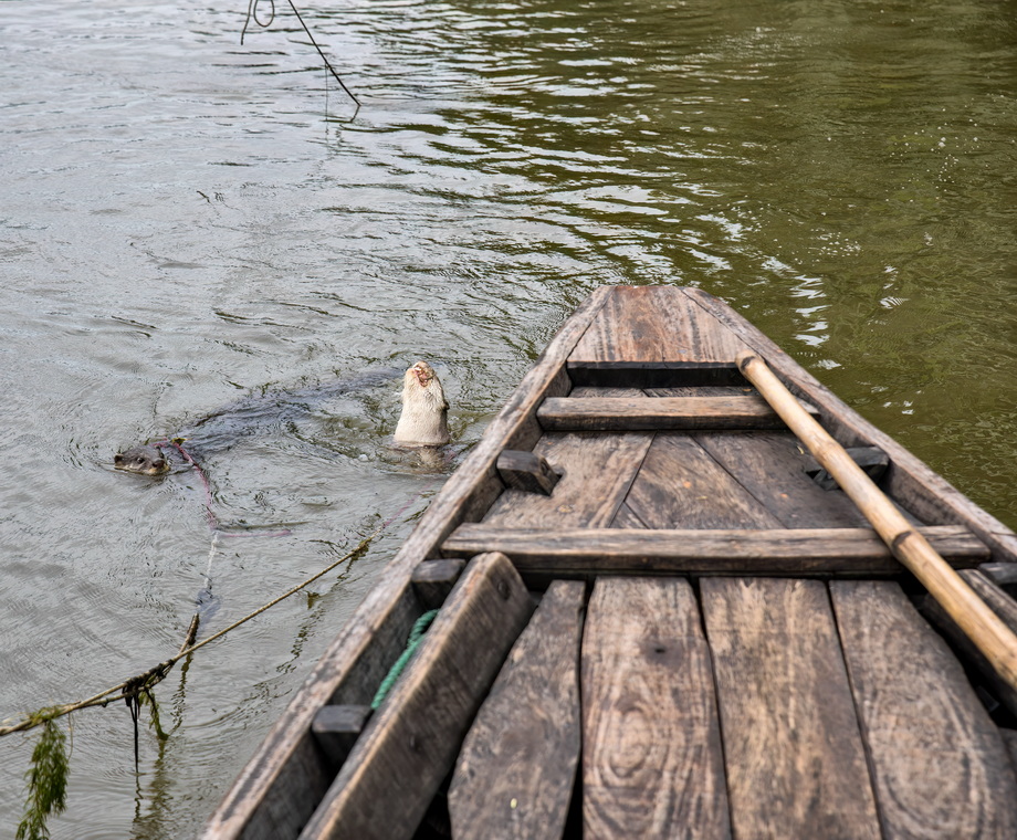 Otter Fishing in Bangladesh
